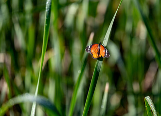 butterfly on leaf
