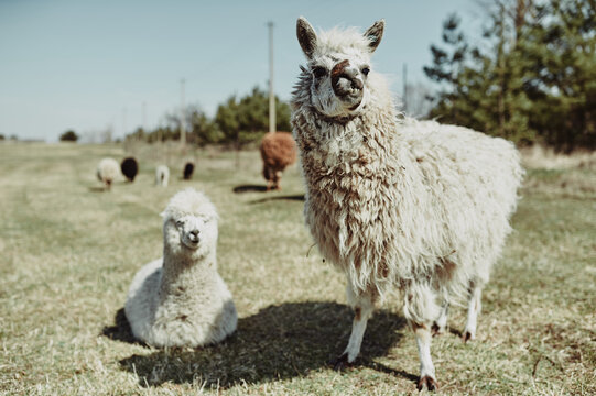 An adult white alpaca with her cub looking at the camera