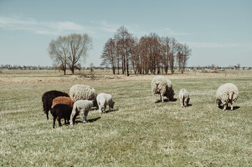 Fototapeta premium Unshorn sheep graze in a green meadow