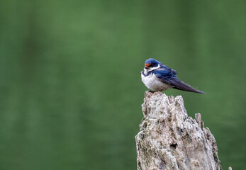 bird
