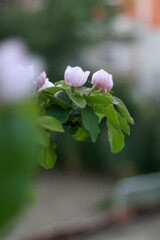 Pale pink flowers on a quince tree. Selective focus.