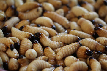 Group of oragnic Living edible palm weevil larvae (Rhynchophorus phoenicis), Rhinoceros beetle at traditional food market in the national jungle forest, protein source, advertisement backgrounds,