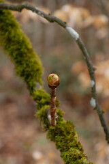 Hochformat: Noch geschlossene Knospe auf einem Ast mit Moos an einem Kastabienbaum / Kastanie / Rosskastanie(Lat.: Aesculus)