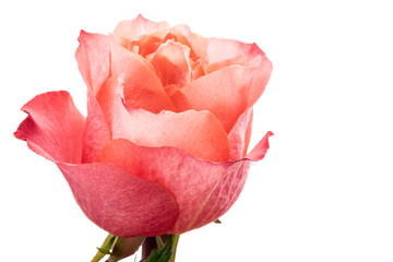Rose flower. Pink rose bud isolated on white background close-up.