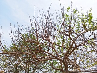 branches against blue sky