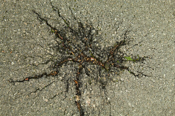 Deterioro del asfalto a consecuencia de las raíces de los arboles.