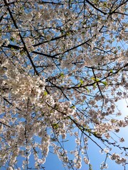White Blossoms on a tree with a blue sky in the background