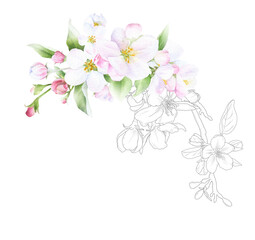 Hand drawn mixed watercolor and linear floral arrangement with picturesque pink apple flowers and leaves isolated on a white background. Floral illustration for wedding invitations, cards, patterns.	