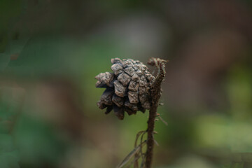 close up of a pine cone