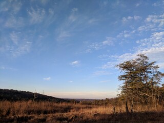 Fall Landscape with clear blue sky and pine tree