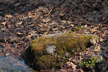 Large gray stone on the background of the river in green moss, spring