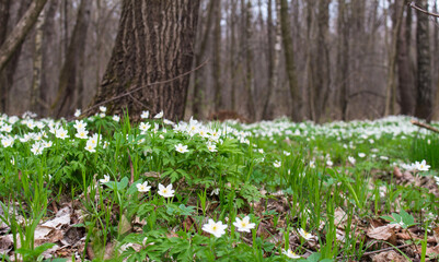a glade of white flowers in the forest..