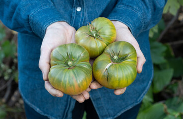 Farmer holds in his hands three large, fleshy and very juicy green-fruit tomatoes. Organic fresh produce on sale at the local farmers market. Gardening and agriculture concept. Woman farm worker hands