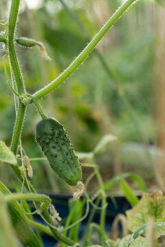 Vertical garter, idea of growing cucumbers on the trellis. New blooming, gherkins are tied on the vine, the young cucumber gains weight. Gardening at spring. Homegrown organic produce. Selective focus