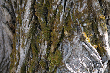 wood texture with green moss