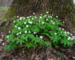 white flowers near the tree