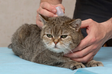 Domestic cat hygiene. The owner cleans his ears and rinses his eyes with a cotton pad. Pet care. Close-up. Place for an inscription.