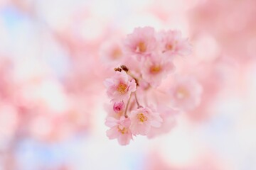 しだれ桜の花のクローズアップ