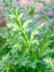 A close-up of green thorny leaf of thistle. A common weed with spikes growing in rural fields and meadows.