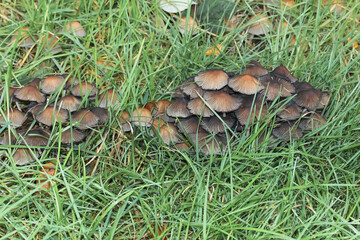 Büschel von Tintlingen im Gras, Coprinus (Pilze)