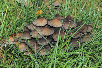 Büschel von Tintlingen im Gras, Coprinus (Pilze)