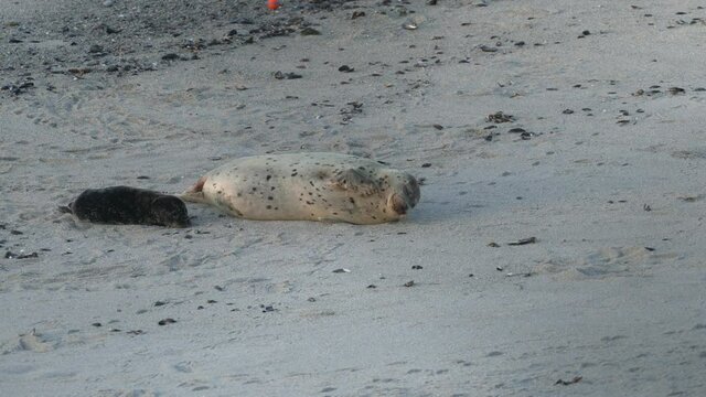 Mommy harbor seal sticks out her tongue and scratches herself while laying next to her new pup.