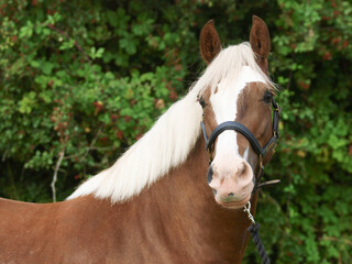 Chestnut Horse Headshot