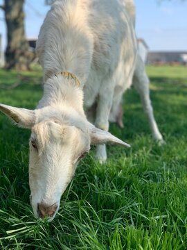 Ch&egrave;vre blanche 