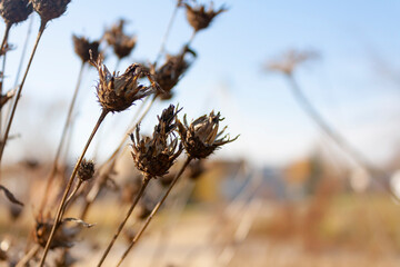 dried brown burdock against the blue sky close-up
