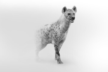 gevlekte hyena Afrikaanse dieren in het wild kunstcollectie