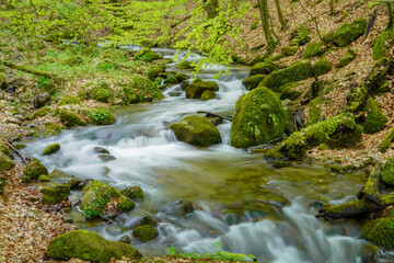 Mountain river flowing through the green forest
