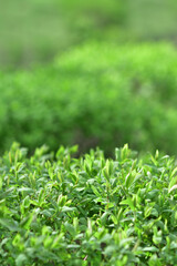 Green natural background of bush. spring foliage