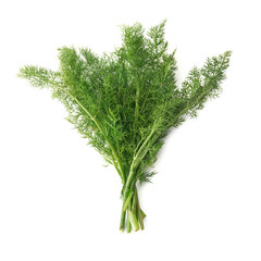 Fennel Leaves in Bunch, Isolated – Traditional Italian 