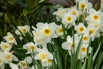 Obraz premium Narcisos blancos del jardin de la abuela 