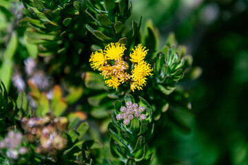 Chrysanthemum pacificum pertenece a la familia Asteraceae