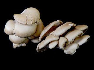 mushrooms isolated on black background