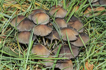 Büschel von Tintlingen im Gras, Coprinus (Pilze)