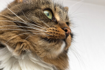 Brown, red, white and striped cat close-up on a light background. She has green eyes and a long mustache.