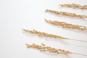 Fototapeta premium Ears of rice isolated on white background