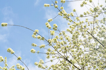 St Lucie cherry tree blooming branches in the sky