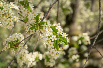 St Lucie cherry tree flowering twigs