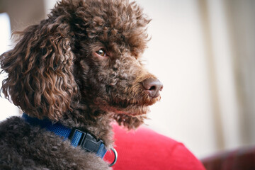 A closeup portrait, headshot and face of a pedigree miniature poodle pet dog
