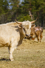 Portrait of Blonde Aquitaine breed cow in the meadow autumn field. Farming, free grazing concept, autumn field