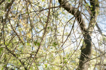 St Lucie cherry tree twigs with flowers
