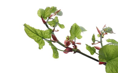 Linden tree twig with leaves blossoming in spring isolated on white background, clipping path
