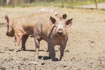 cochon porc porcelet viande elevage agriculture 