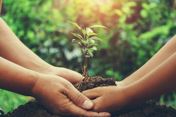 planting small tree in nature. eco concept