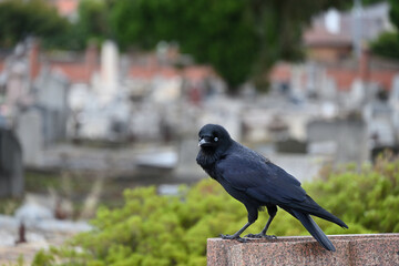 A little raven perched atop a grave in a cemetery, staring into the foreground