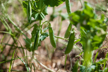 Peas plants at La Serena  meadows, Badajoz, Extremadura, Spain