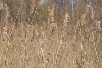 Fototapeta premium High yellow dry grass with a depth of field.
